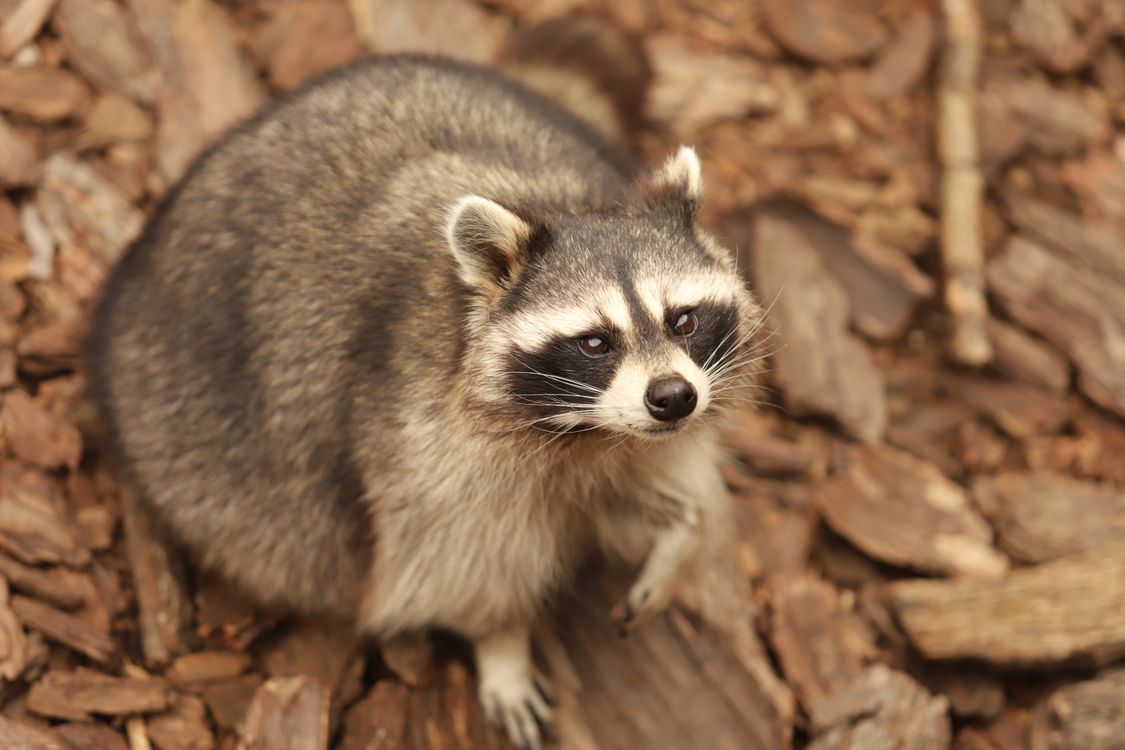 Photograph Raccoons Photograph of a Raccoon · Free Stock Photo