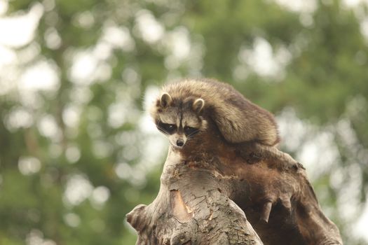raccoon in attic insulation