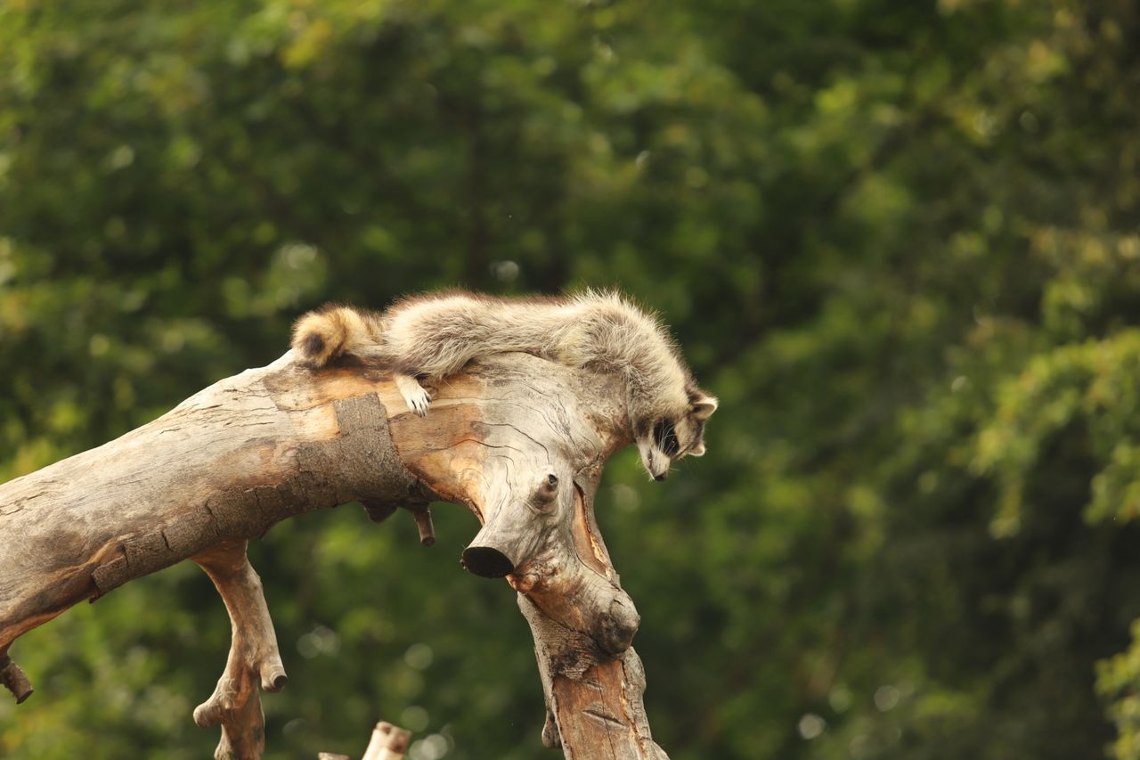 a raccoon lays leisurely on a tree trunk in a lush green forest highli