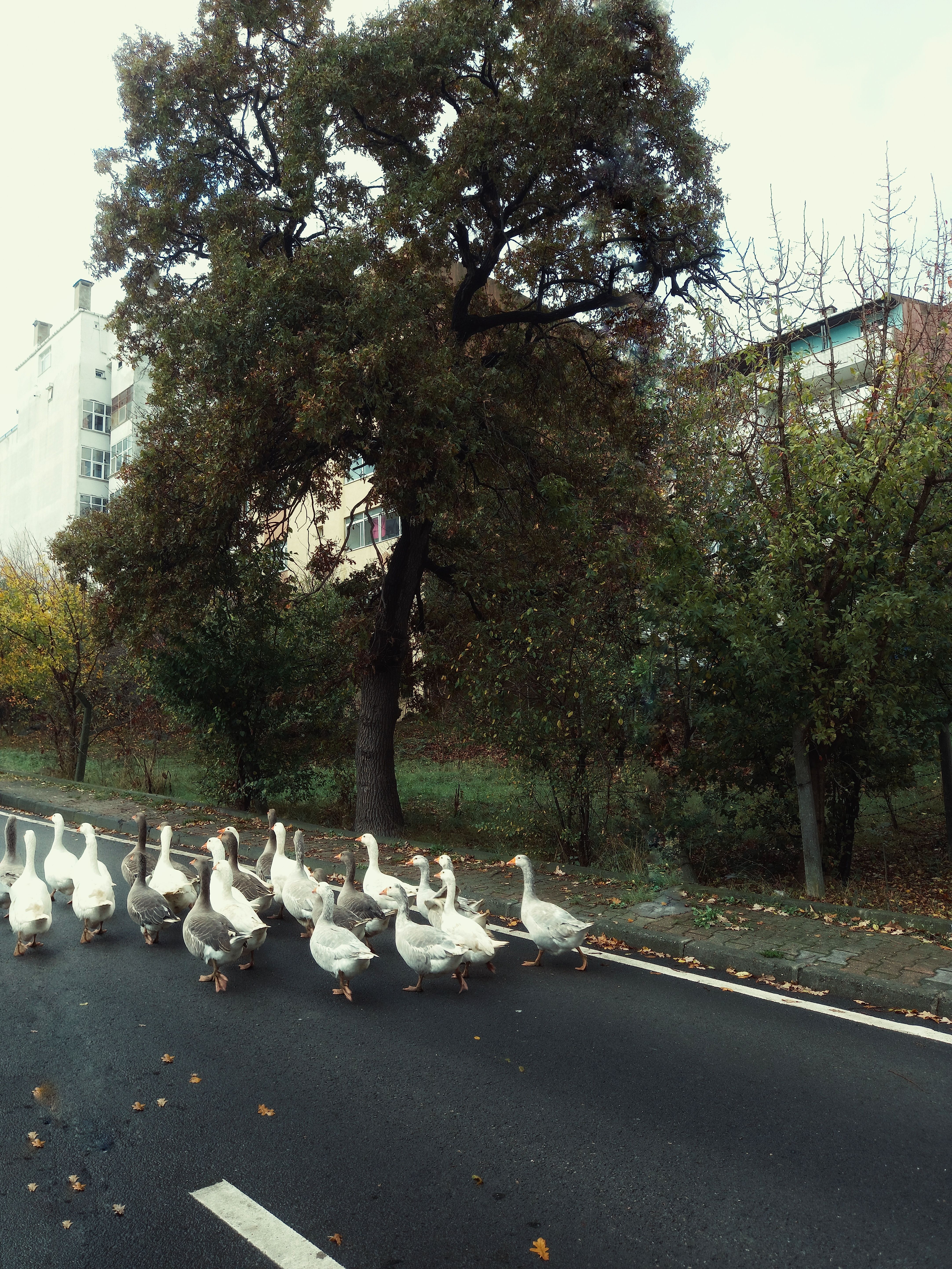 A group of geese crossing a road surrounded by trees in a suburban fall landscape.