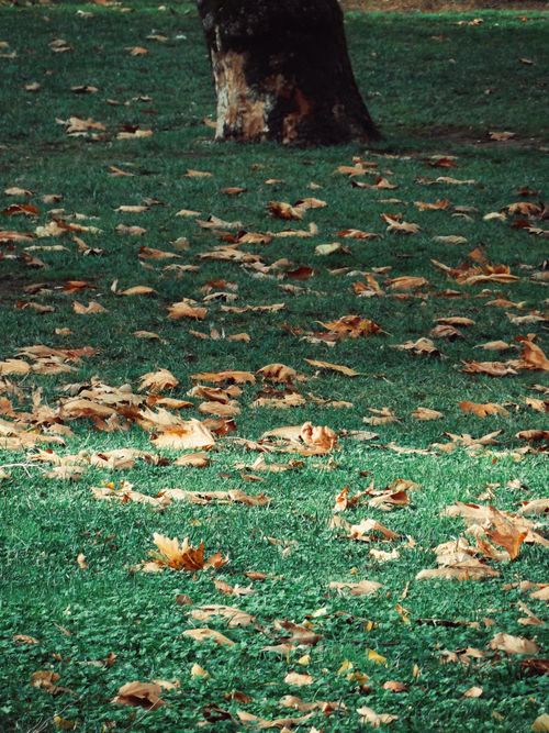 Free Colorful autumn leaves scattered on grass under a tree. Stock Photo