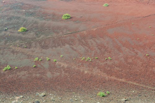 Free Wet Ground on Lakeshore Stock Photo