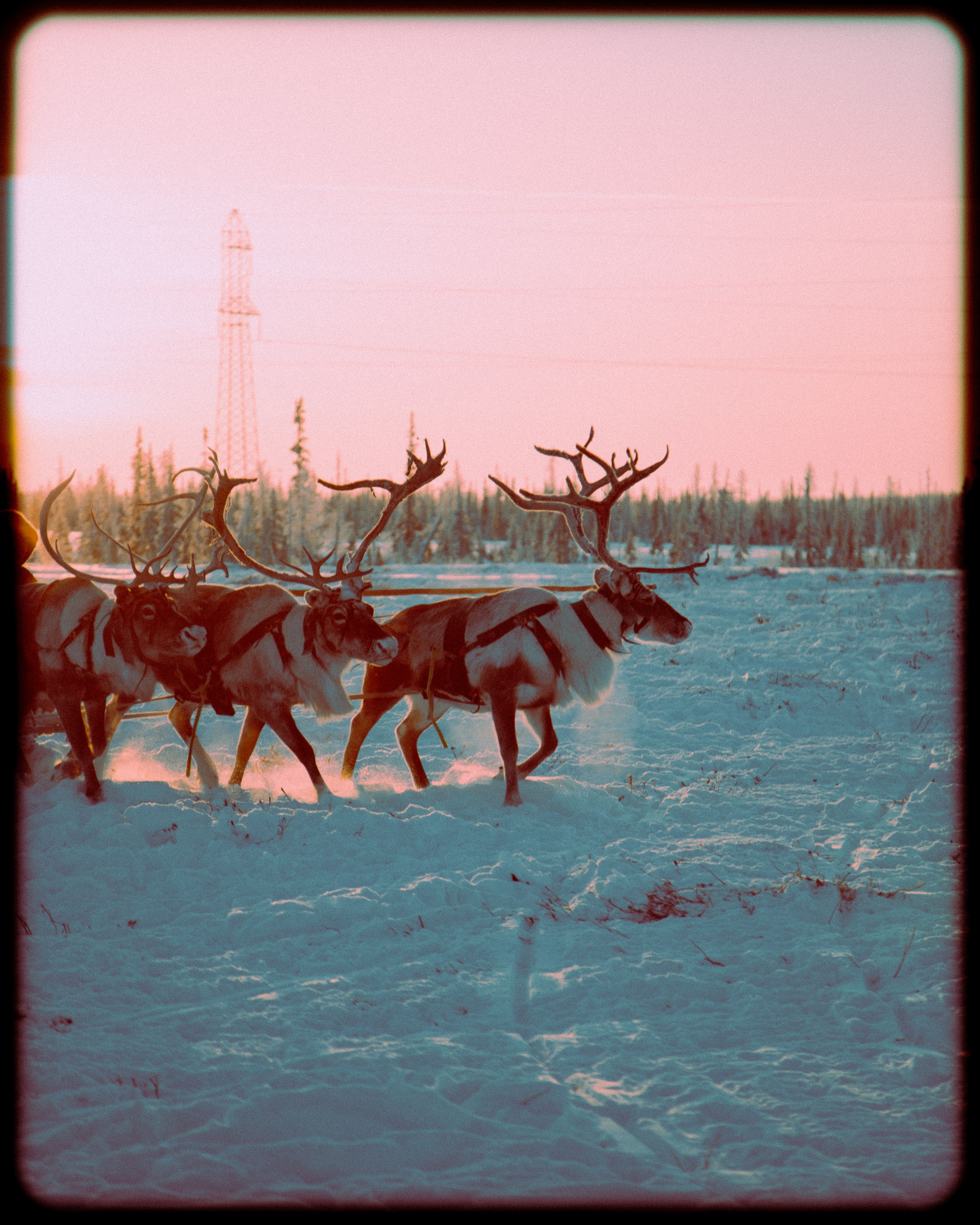 Snow Ree Reindeer In Snow Photos, Download The BEST Free Reindeer In Snow Stock ...