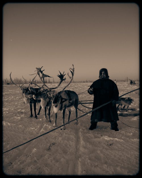 Free Man Standing next to Reindeer Dragging Sled Stock Photo