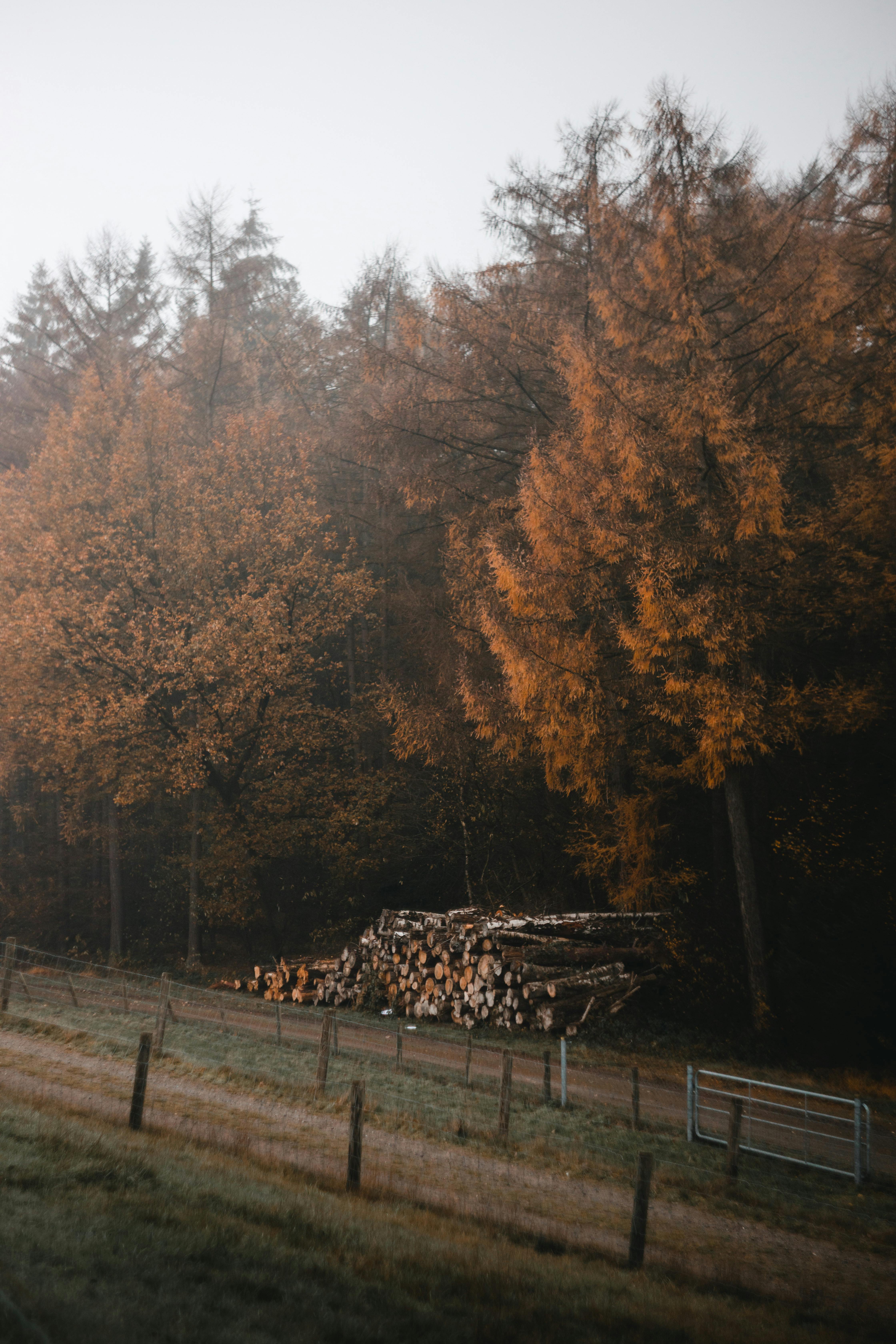 A misty autumn forest scene with stacked firewood along a rural dirt road.