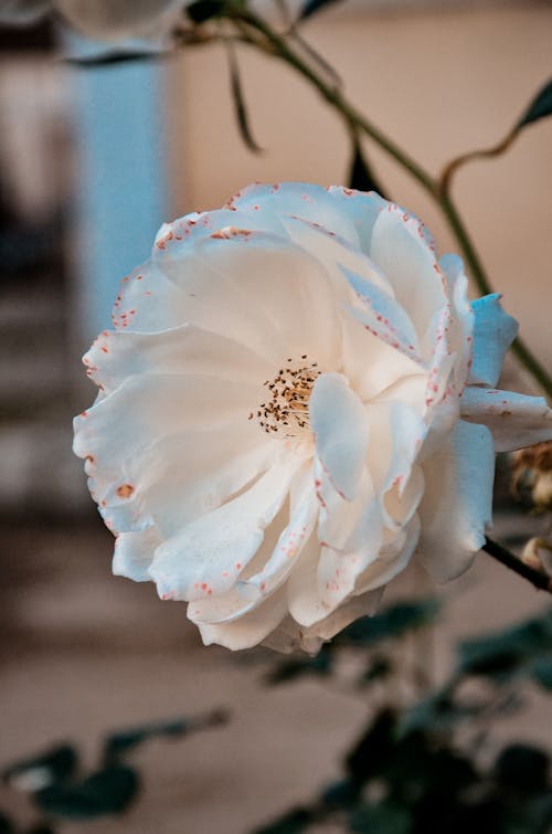 White Flower Head