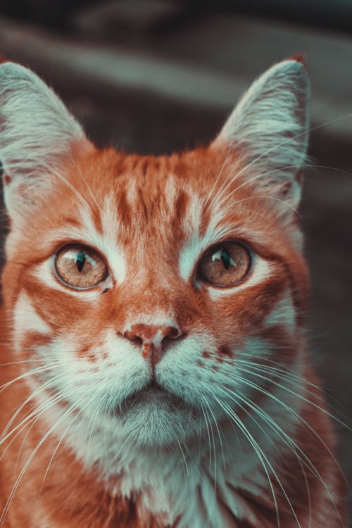 Free Charming close-up of an orange tabby cat with expressive eyes and striking fur pattern. Stock Photo