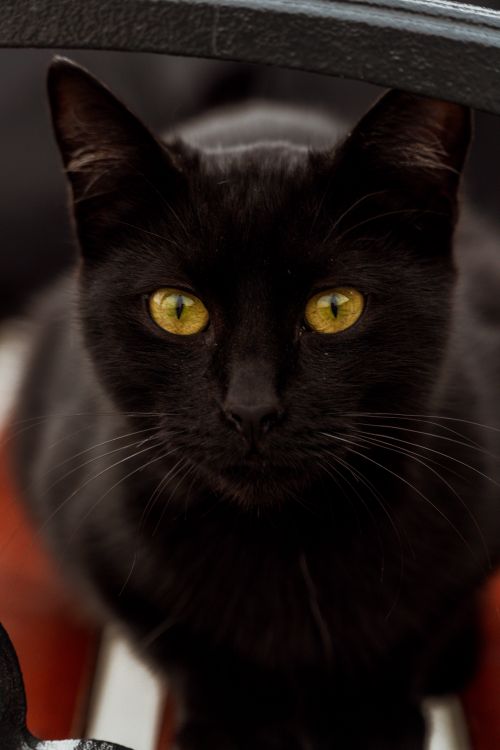Free A detailed close-up portrait of a black cat with striking yellow eyes. Stock Photo