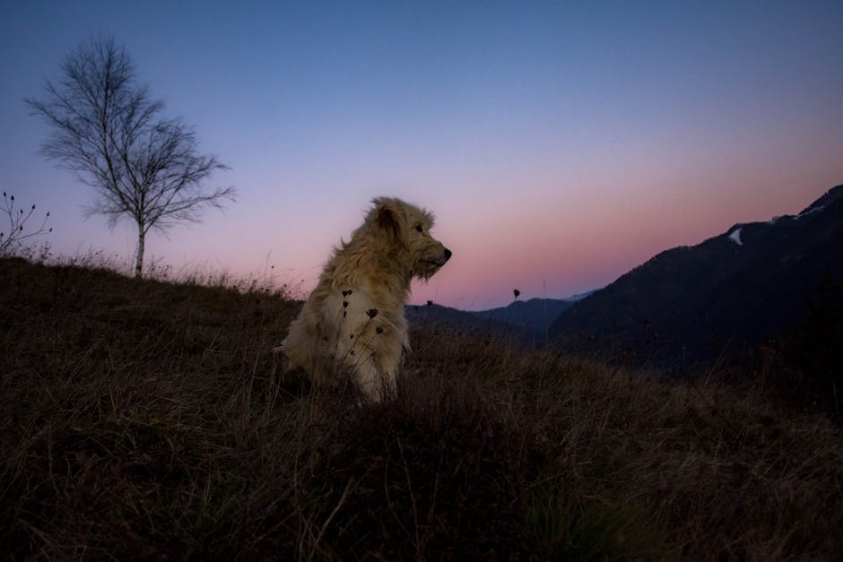 how dog intelligence is measured