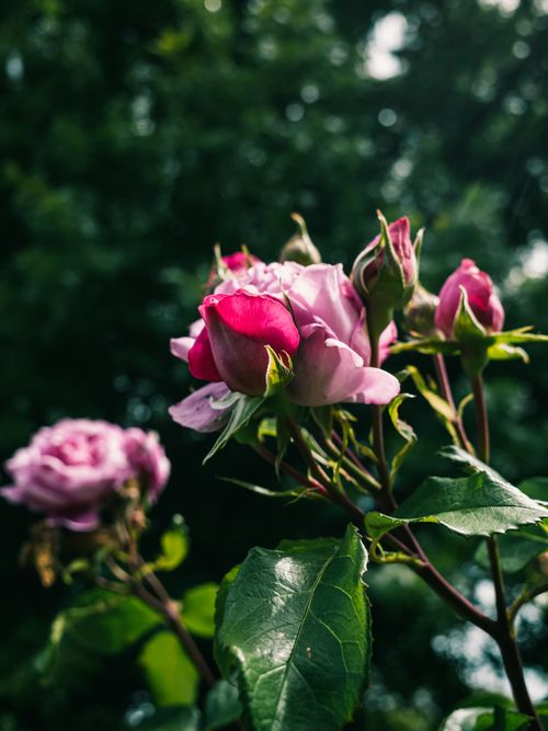 Free Vibrant pink roses blooming against a lush green background, capturing delicate petals and natural beauty. Stock Photo