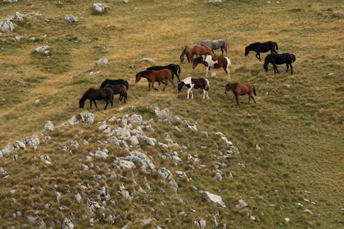 Foto d'estoc gratuïta de animals de granja, camp d'herba, cavalls