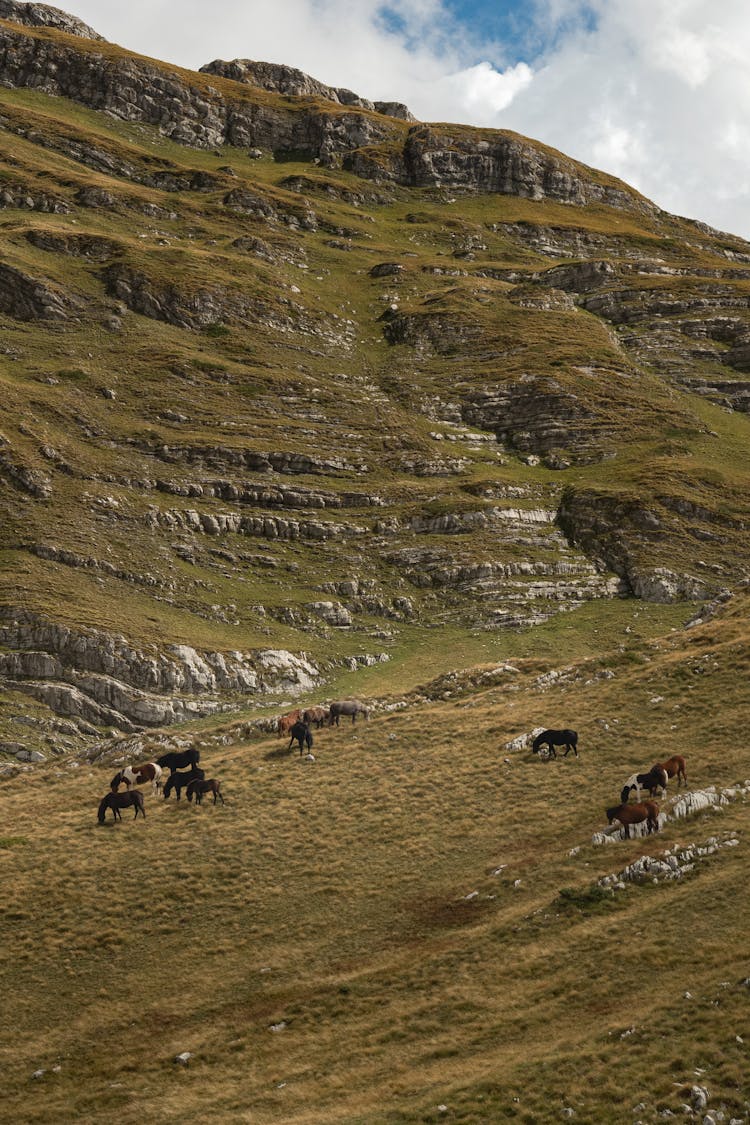 Horses Grazing On Meadow In Mountain Valley