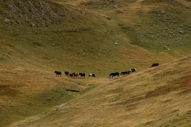 Horses On The Hills 