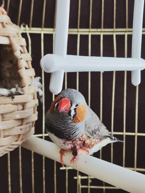 Free Close-up of a vibrant zebra finch perched inside a cage. Stock Photo
