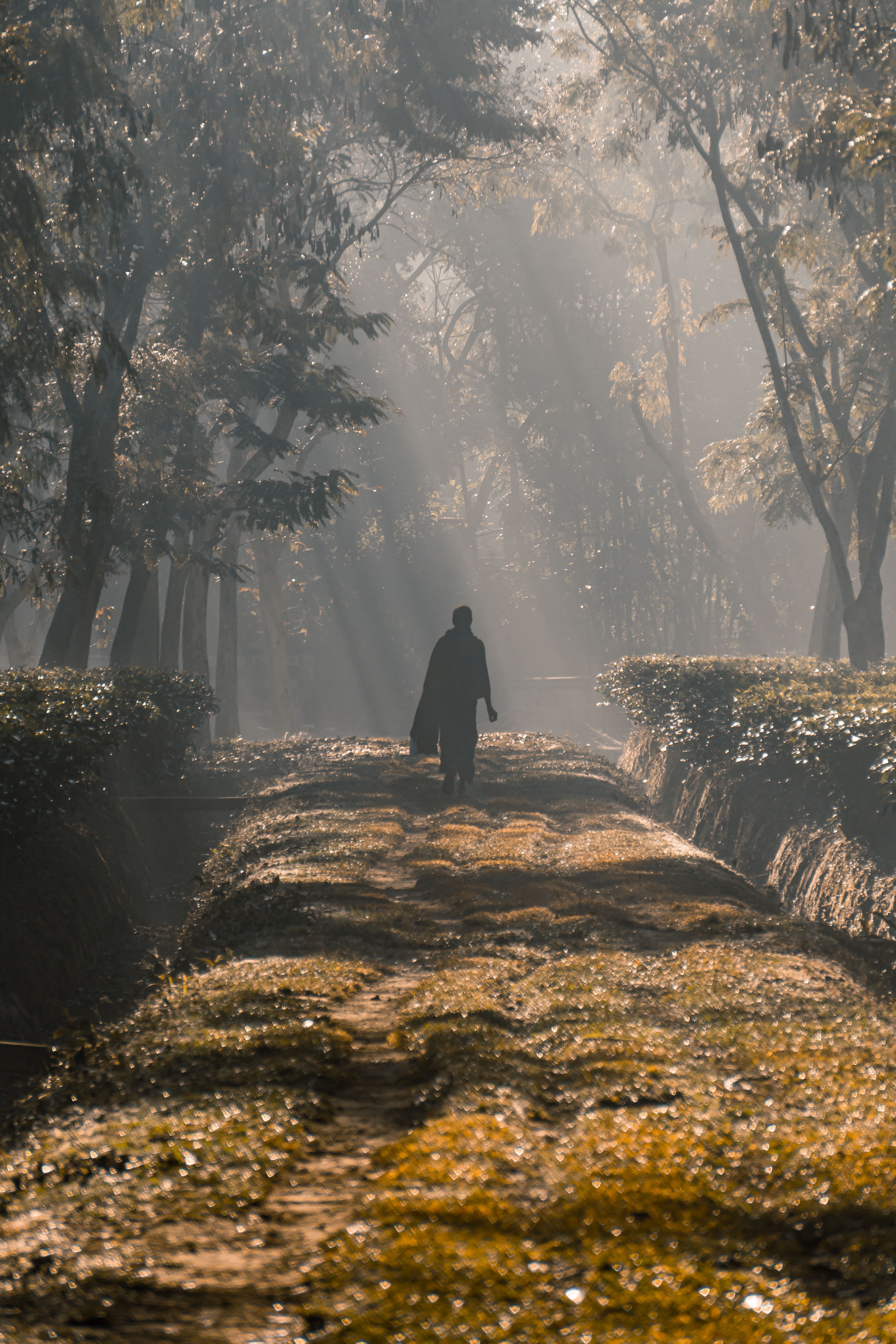 A solitary figure walks down a forest path as sunbeams filter through the trees.