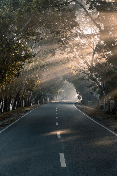 Free A peaceful forest road with sunlight streaming through the trees, creating a mystical atmosphere. Stock Photo