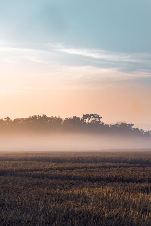 Free Serene morning view of misty fields and sunrise over a lush countryside. Stock Photo