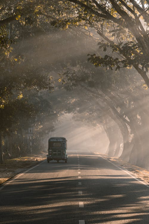 Sunbeams over Car on Road among Trees