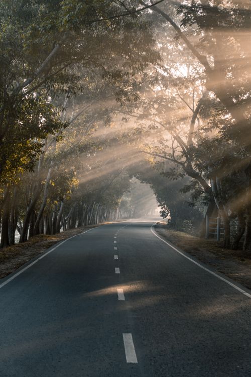 Free A tranquil forest road with sun rays filtering through lush trees, creating a peaceful atmosphere. Stock Photo