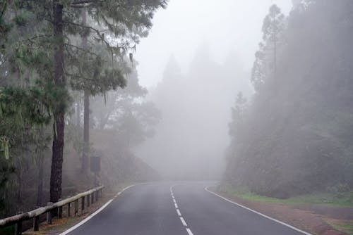 An Empty Road Between Trees on a Foggy Weather