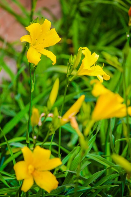 Free Flower of Heaven Stock Photo