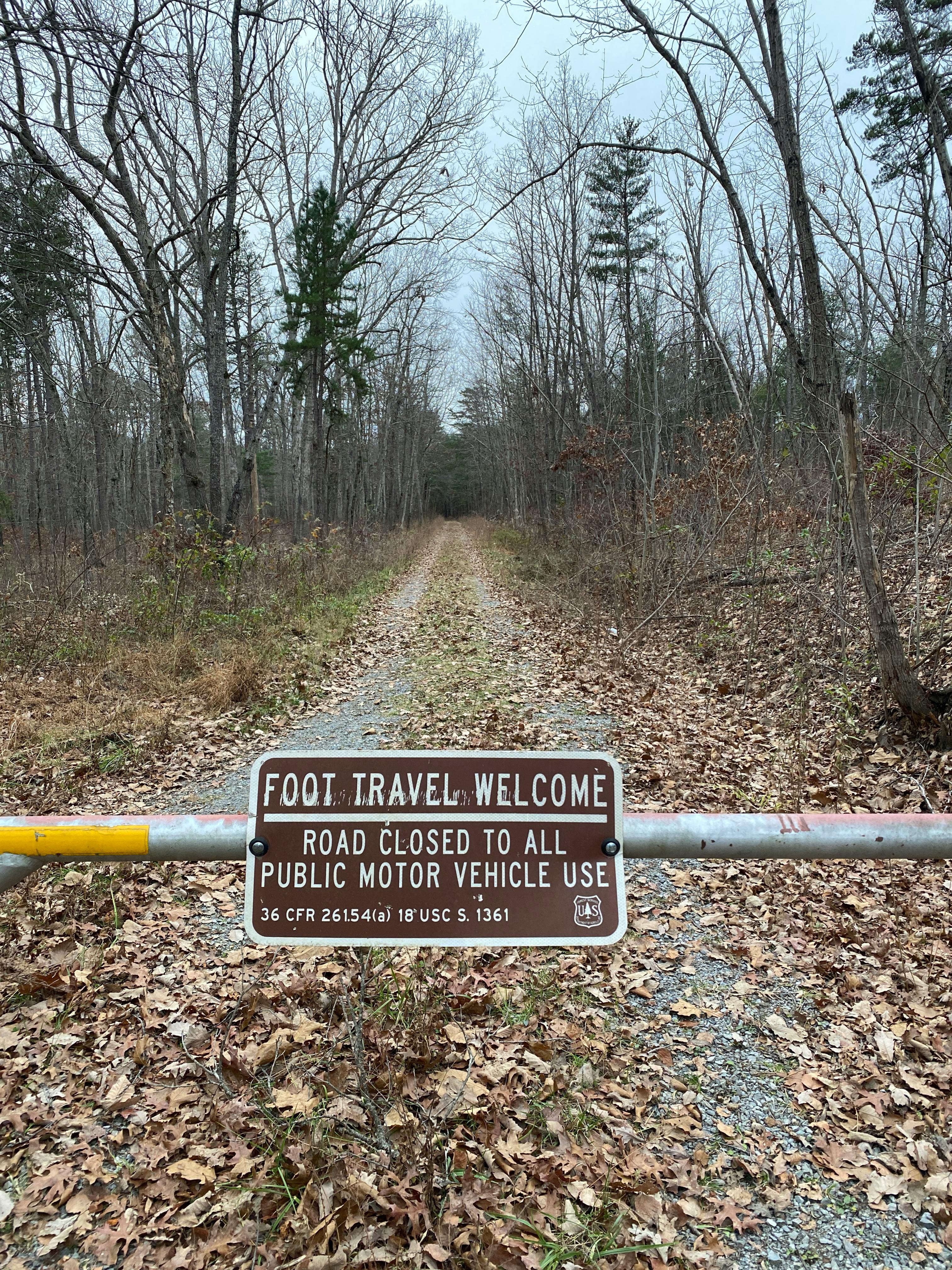 A Tree In A Forest A Collection Of Ajahn Chah S Similes