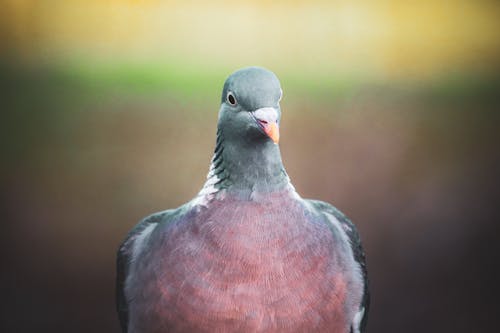 A Pigeon in Close-Up Photography