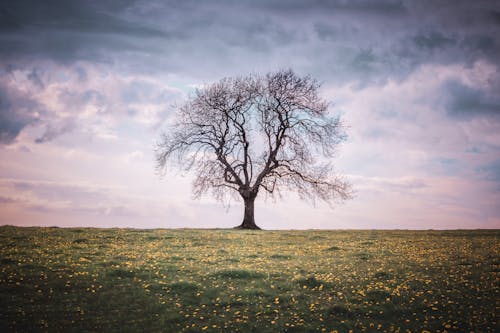 A Bare Tree on a Grass Field 