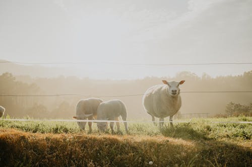 Lamb on Green Grass Field