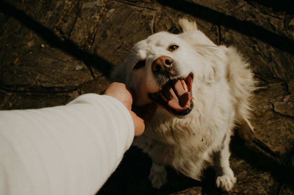 A joyful golden retriever being petted outdoors, capturing a warm and playful moment.