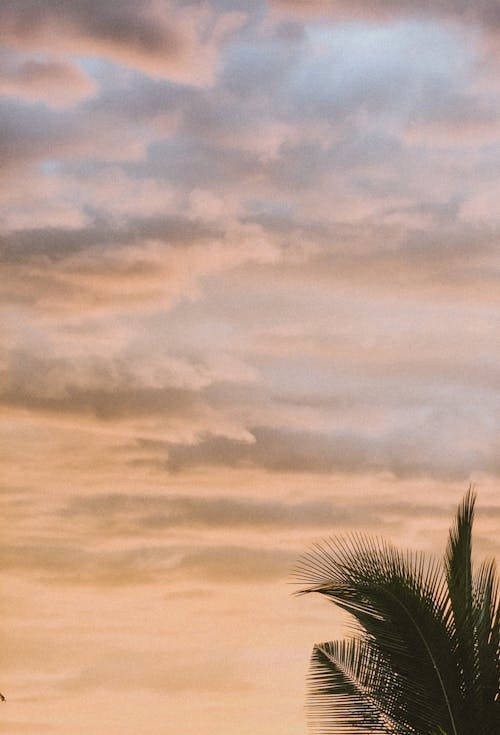 Palm Tree under Cloudy Sky