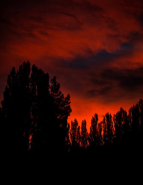 Imagine de stoc gratuită din arbori, atardecer, cer roșu