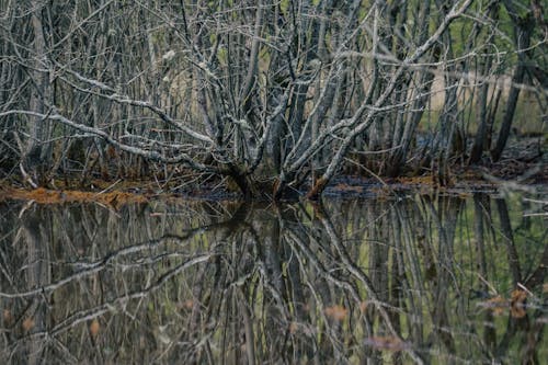 Leafless Tree on a Swamp