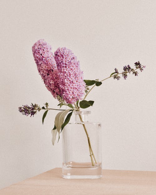 꽃, 꽃 바탕화면, 꽃병의 무료 스톡 사진