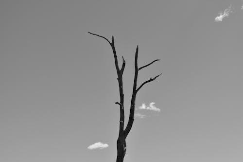 Монохромное фото голого дерева