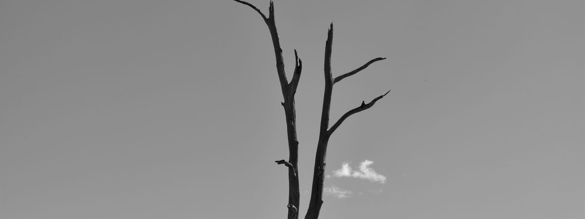 Bare, dying branches in the crown of a mature tree (stock image)