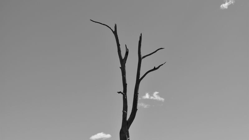 Bare, dying branches in the crown of a mature tree (stock image)