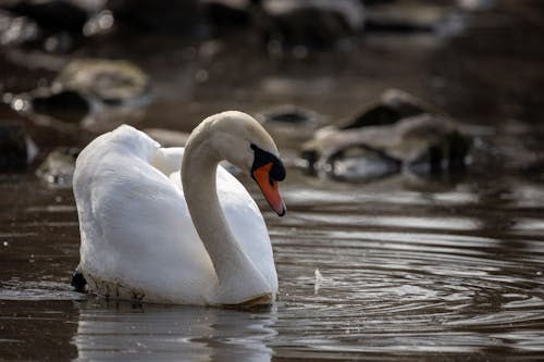 Close-Up Shot of a Mute Swan on the Water 