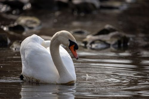 Free A graceful mute swan gliding on calm water showcasing beautiful plumage. Stock Photo