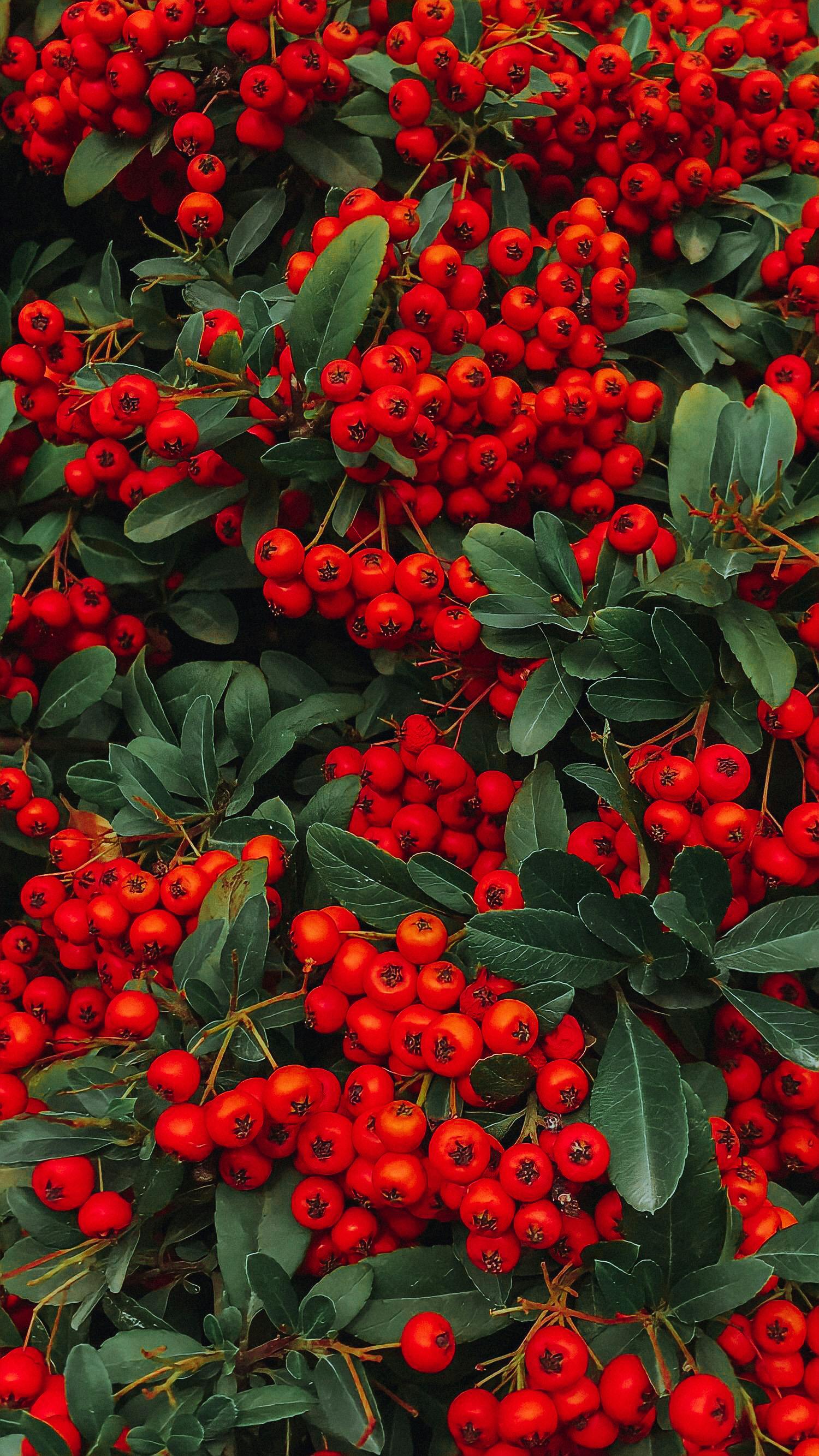 Clusters of vibrant red berries on lush green bushes, captured during autumn in Kayseri, Türkiye.