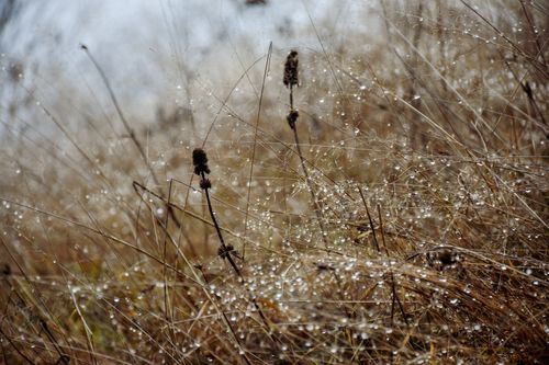 Free A close-up of dried grass adorned with sparkling water droplets after a rain shower. Stock Photo