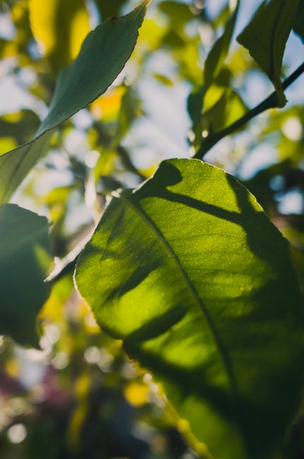 Detailed view of green leaves with sunlight and shadows, showcasing natural beauty.