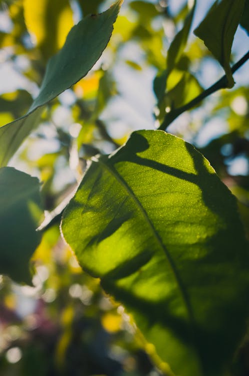 Selective Focus Photography of Leaves