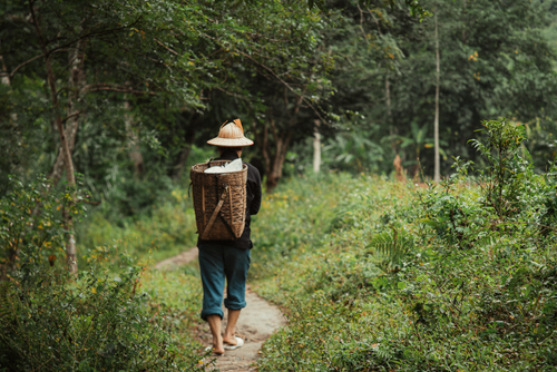Free Back view of a person hiking in a dense green forest, carrying a basket. Stock Photo
