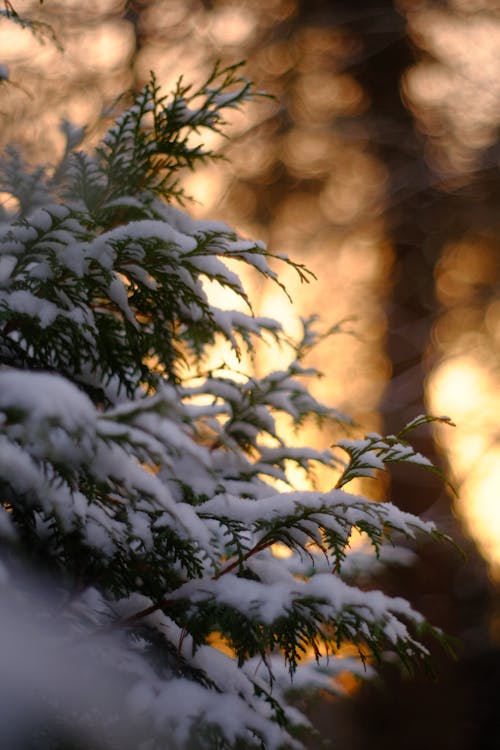 Gratis stockfoto met besneeuwd, bladeren, dennenbladeren