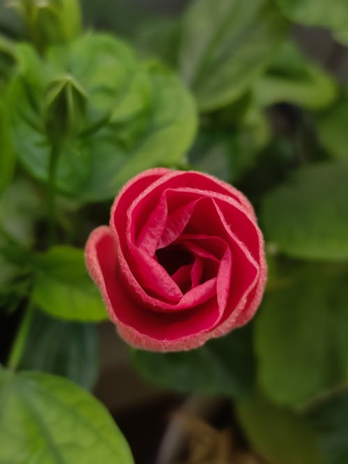 Darmowe zdjęcie z galerii z flora, kwitnięcie, różowa róża
