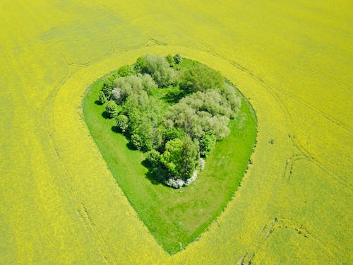 Foto d'estoc gratuïta de arbres verds, foto des d'un dron, fotografia aèria