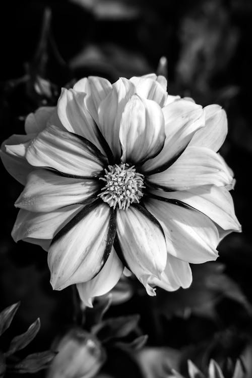 Close-up of Flower in Garden