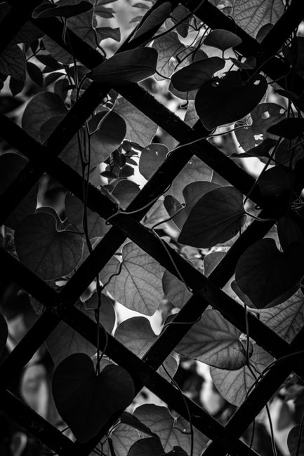 A black and white image of ivy growing across a wooden lattice fence, capturing nature's intricate beauty.