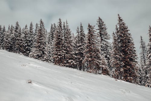 Immagine gratuita di alberi, congelando, coperto di neve